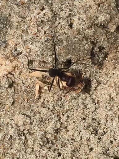 Cataglyphis savignyi photo 10
