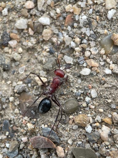 Cataglyphis setipes photo 1