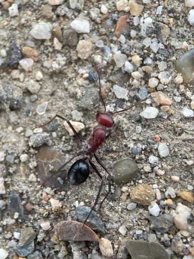 Cataglyphis setipes photo 2