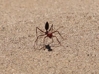 Cataglyphis setipes photo 3