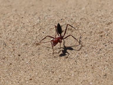 Cataglyphis setipes photo 4