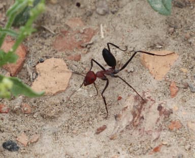 Cataglyphis setipes photo 6