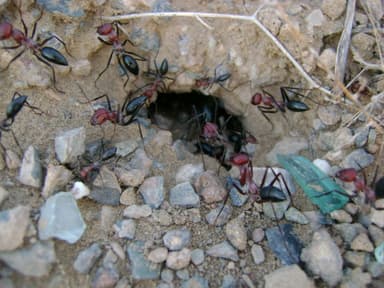 Cataglyphis setipes photo 7