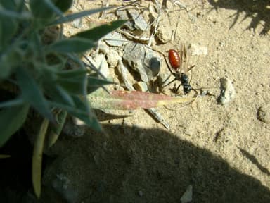 Cataglyphis setipes photo 8