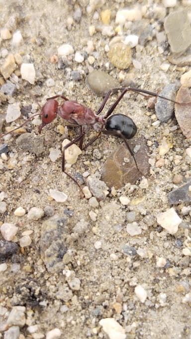 Cataglyphis setipes photo 9