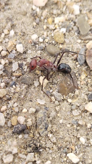 Cataglyphis setipes photo 10