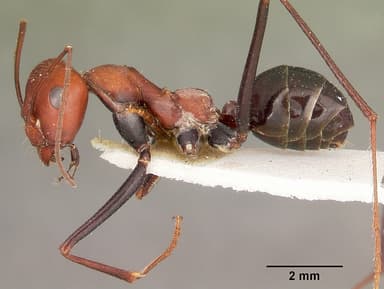 Cataglyphis viatica — queen photo 3