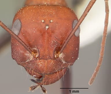 Cataglyphis viatica — queen photo 4