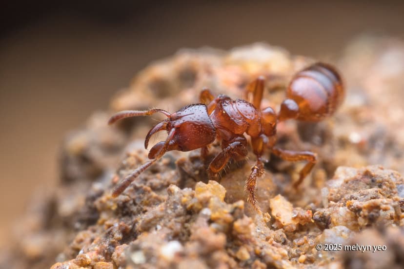 Centromyrmex feae photo 1