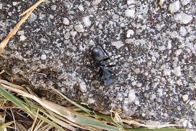 Cephalotes atratus photo 77