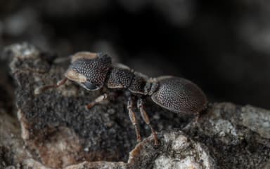 Cephalotes maculatus photo 2