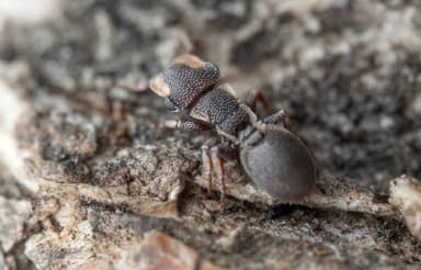 Cephalotes maculatus photo 4