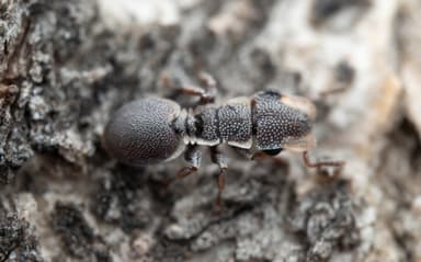 Cephalotes maculatus photo 5