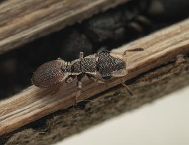 Cephalotes maculatus photo 15