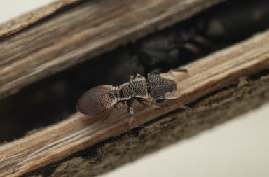 Cephalotes maculatus photo 17
