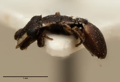 Cephalotes maculatus photo 23