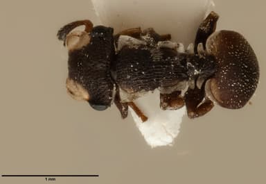 Cephalotes maculatus photo 24