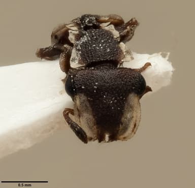 Cephalotes maculatus photo 25