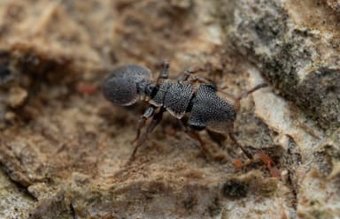 Cephalotes maculatus photo 30
