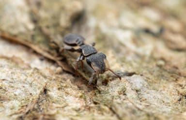 Cephalotes maculatus photo 31