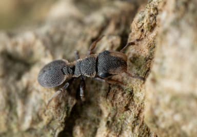 Cephalotes maculatus photo 32