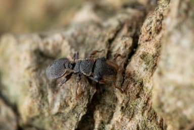 Cephalotes maculatus photo 33