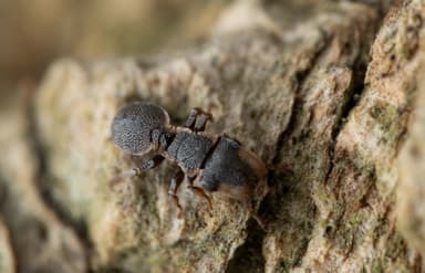 Cephalotes maculatus photo 34