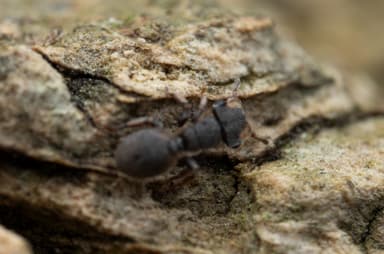 Cephalotes maculatus photo 35