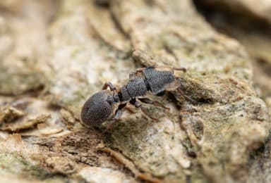Cephalotes maculatus photo 36