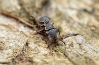 Cephalotes maculatus photo 37