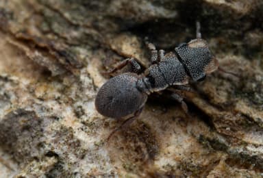 Cephalotes maculatus photo 38