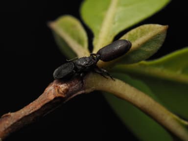 Cephalotes varians photo 1