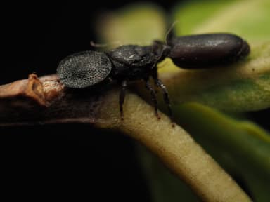 Cephalotes varians photo 2
