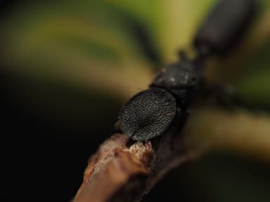 Cephalotes varians photo 3