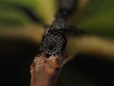 Cephalotes varians photo 4