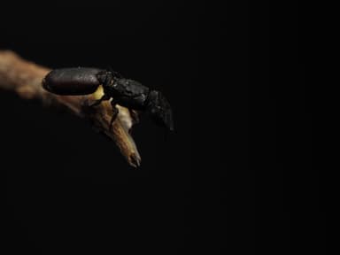 Cephalotes varians photo 5