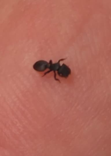 Cephalotes varians photo 12