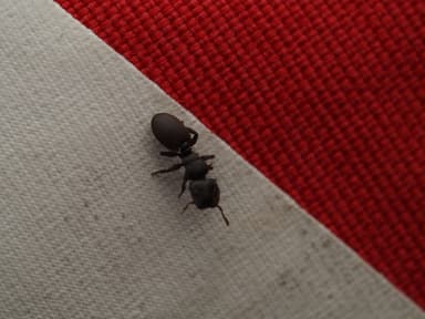 Cephalotes varians photo 14