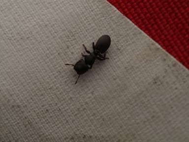 Cephalotes varians photo 15