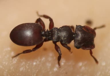 Cephalotes varians — colony photo 17