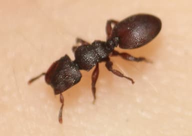 Cephalotes varians — colony photo 19
