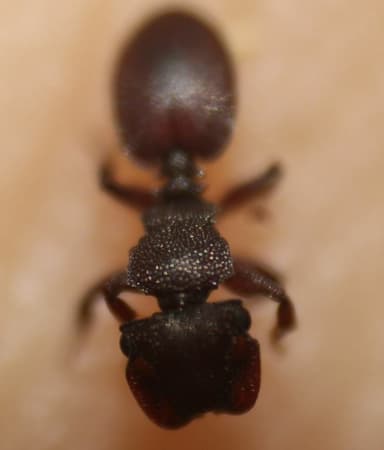 Cephalotes varians — colony photo 20