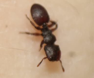 Cephalotes varians — colony photo 21