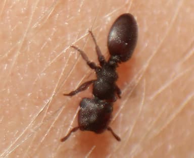 Cephalotes varians — colony photo 22