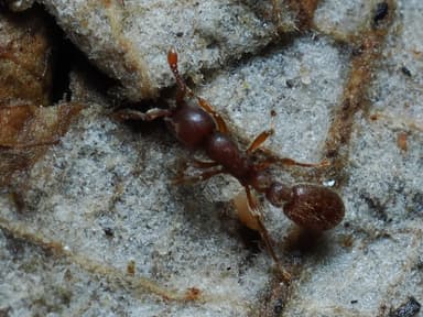 Cerapachys biroi photo 11