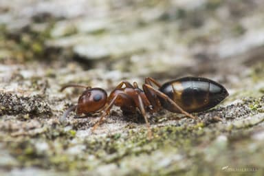 Colobopsis truncata photo 99
