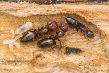 Colobopsis truncata photo 102