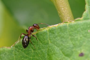 Colobopsis truncata photo 9