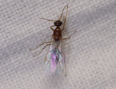 Colobopsis truncata photo 10
