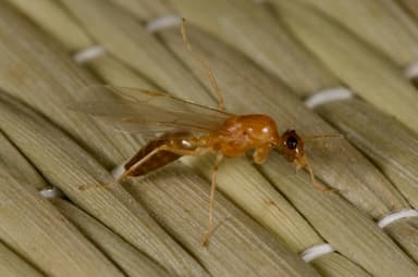Colobopsis truncata photo 20
